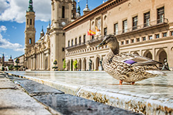 Duck in Zaragoza