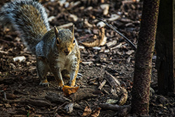Squirrel in park in York