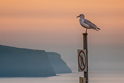 Seagull on post in Whitby