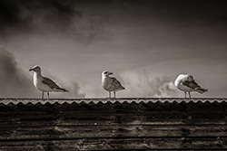 Three seagulls