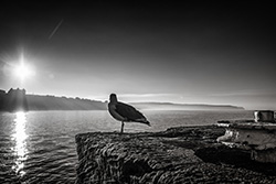 Seagull in Whitby