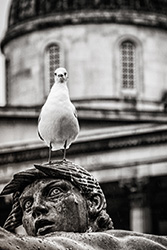 Seagull national gallery