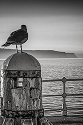 Seagull Whitby