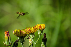Hoverfly landing